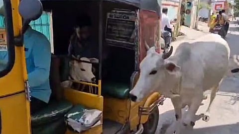 A cow chases an auto to reunite with its calf in Jagtial town on Thursday