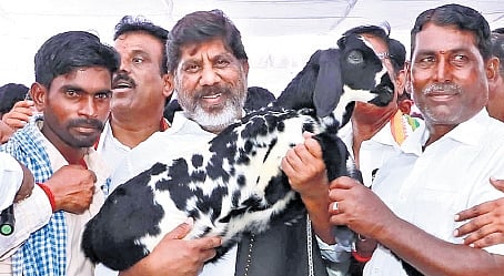 Deputy Chief Minister Mallu Bhatti Vikramarka holds a goat during a public meeting in Devarakadra Assembly constituency on Friday.
