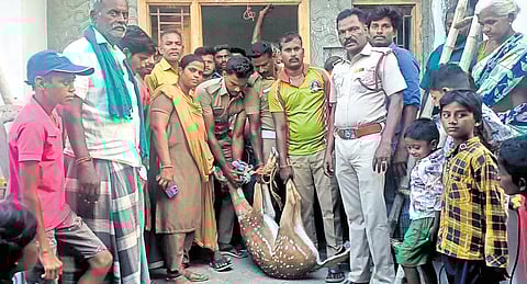 A local veterinarian treated its injuries, and the deer was released into the forest near Vadacheri in Karur on Saturday 
