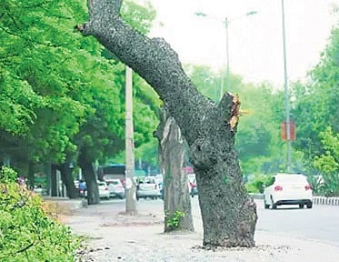 These include instances where trees obstruct roads, bridges, drains, or sewer lines; threaten buildings or heritage structures; interfere with metro or railway infrastructure; or are dead, dried, or leaning dangerously, posing a risk of falling.