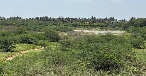 Major part of Cheyur pond, in Avinashi Taluk in Tiruppur, is occupied by Prosopis juliflora.