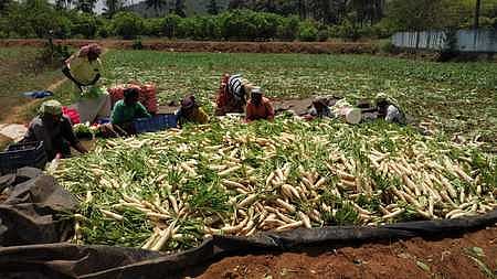 Farmers collect harvested Radish from an agricultural land in Dharmapuri