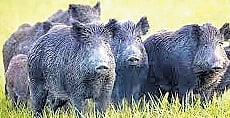 Centre rejects Kerala's demand to declare wild boars as vermin