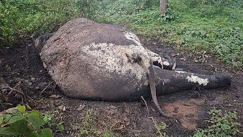 Female elephant's carcass found in Nilgiris' Theppakkadu range 
