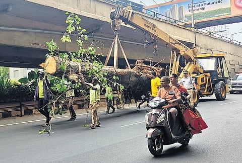 A peepal tree, affected by the recent HYDRAA demolitions in Begumpet, being taken for translocation to the Bison Polo Ground on Monday