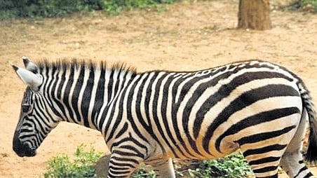 Pregnant zebra dies in Bannerghatta zoo
