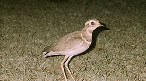 The Jerdon’s Courser, an endemic bird found only in the Eastern Ghats of Andhra Pradesh.