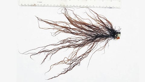 Picture of a red algae or Gracilaria verrucosa for scale.