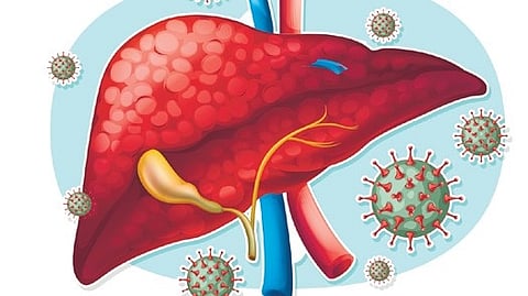 Image of liver used for representational purposes only.