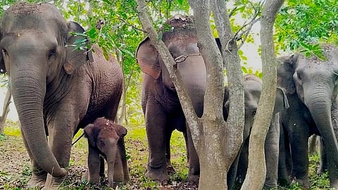 The herd consisting of nine wild elephants including new born calf roaming on the outskirts of Kota Seetarampuram village in Seethanagaram Mandal in the district.