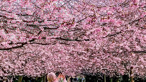 Bispebjerg’s cherry blossom