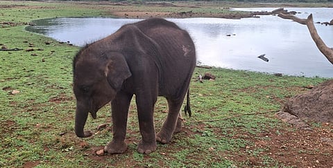 Sources said, the elephant calf got trapped in a canal and was separated from its herd. (Representative image)
