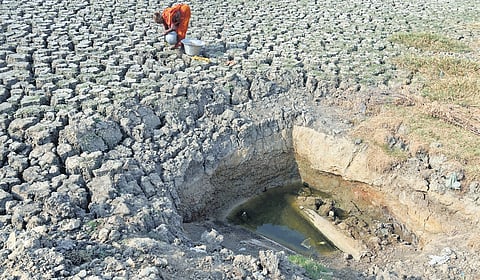Groundwater crisis deepens in TN's Dindigul; farmers voice concern