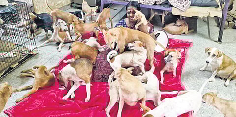 Kalaiselvi has transformed her home in Gandarvakkottai into a sanctuary for over 100 abandoned and injured dogs 