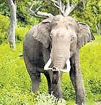 Guwahati Diary | Solar fence to mitigate human-elephant conflict 