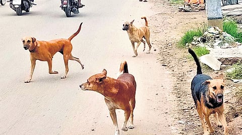 The volunteers will ensure dogs are caught humanely using nets and document their place of capture to prevent relocation