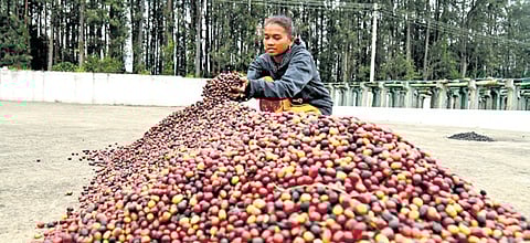 Karnataka eyes 2025 to be coffee’s best year yet; prices to stabilise