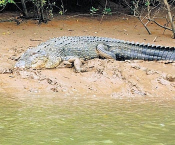 Woman killed in crocodile attack in Odisha's Kendrapara