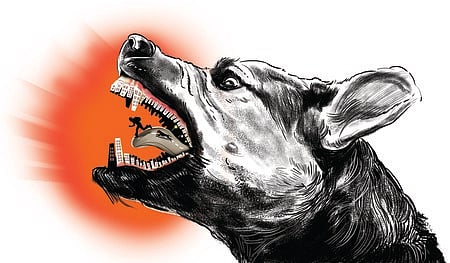 2,153 treated for dog bite so far in Madurai's Thirumangalam Government Hospital