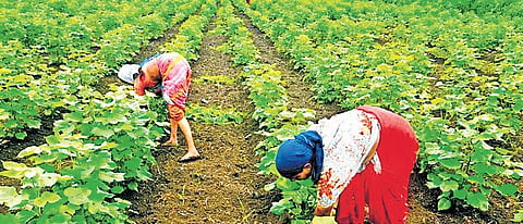 AI to power Maharashtra Agriculture for higher yield