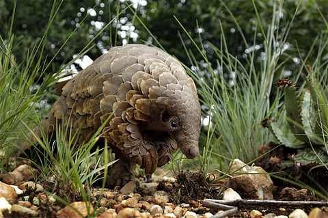 A pangolin looks for food on private property Feb. 15, 2019, in Johannesburg, South Africa.