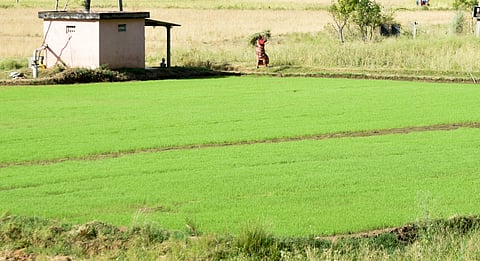 Nursery for Kuruvai paddy cultivation raised at Melavetti in Kallanai Road near Tiruchy on Tuesday.