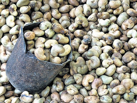 Nuts about cashews! India emerges largest consumer globally