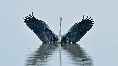 In Pics: The dance of two grey herons over an eel in Kochi backwaters 