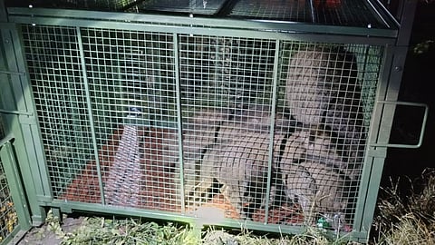 Exclusive cage for capturing wild boars developed by Coimbatore forest division