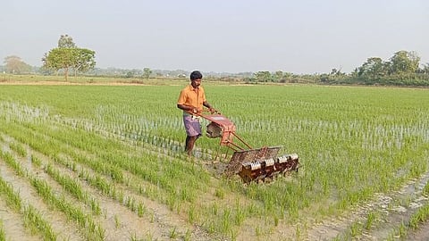 A farm worker operating a mechanised Kono weeder at a summer paddy field in Kasanadu Thekkur village in Thanjavur district. 