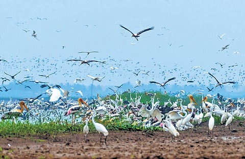 10 years, 10k participants and 7 lakh checklists: A birding project that drew more people to nature in Kerala