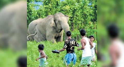 Govt to set up Centre of Excellence to mitigate man-animal conflict: Union Minister Bhupendra Yadav