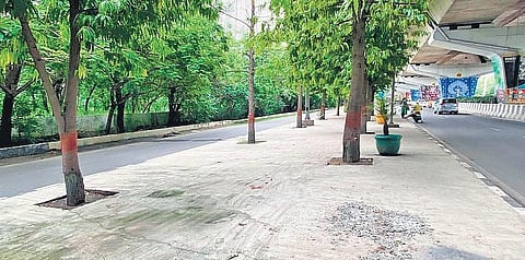 Tree roots covered with concrete in the city.