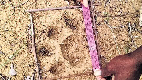 Tiger pugmarks found in Jayashankar Bhupalpally district on Friday.