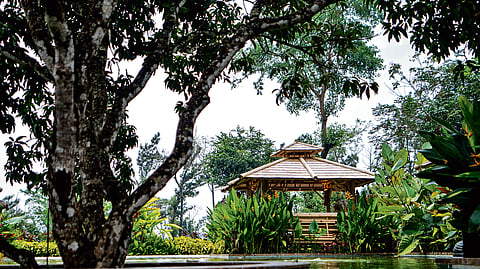 A veggie paradise of taste