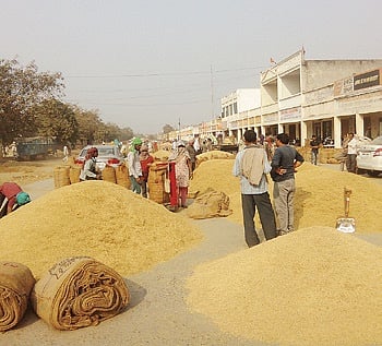 Not enough trucks to lift paddy from farmers in Odisha's Koraput district
