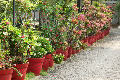 How to protect your plants from too much rain