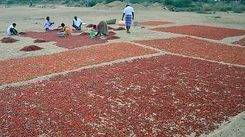 Farmers would harvest usually 300 kg to 350 kg of chilli per acre, but this year the average yield has dropped to 200 kg per acre.  