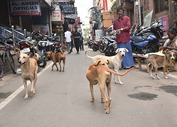 The New Indian Express - Other - News Image