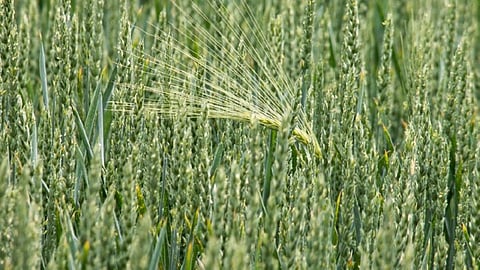 Image used for representational purposes only.