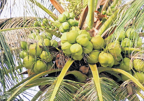 Consumer preference for natural products has also resulted in demand for tender coconut water, which is being packaged and shipped to north Indian states in large quantities.