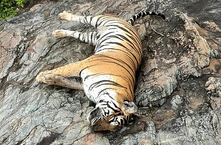 Carcass of one tiger and four tiger cubs found dead in a suspected manner at MM hills wildlife division on Thursday.