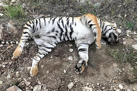 The decomposed body of the tigress was found on Friday in a pit in the West Chhindwara Forest Division