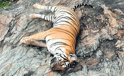 Carcass of a tiger at MM hills wildlife division on Thursday  