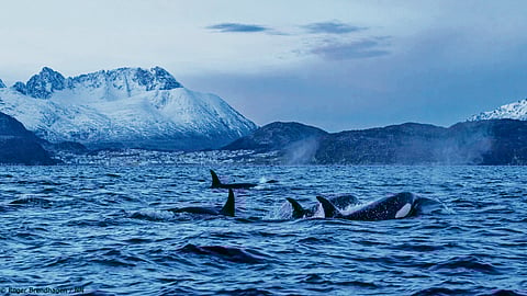 Having a whale of a time