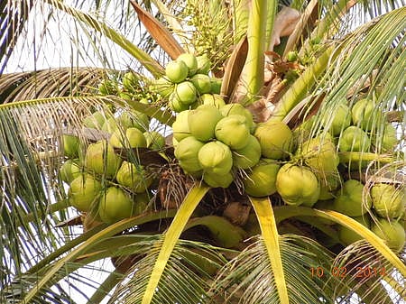 Coconut Development Board in Kerala charts new course to boost production