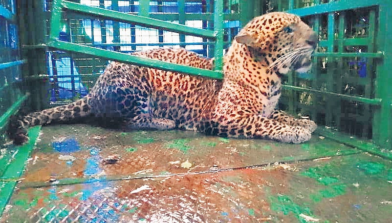 Leopard menace intensifies in Uttarakhand as 48 dangerous felines held in rescue centres