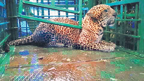 The trapped leopard in the cage.