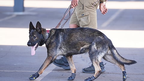 Some sniffer dogs at the Club World Cup outfitted with booties to protect their paws from the heat