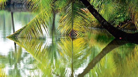 A coconut tree leans over a wetland on Kadamakudy island 